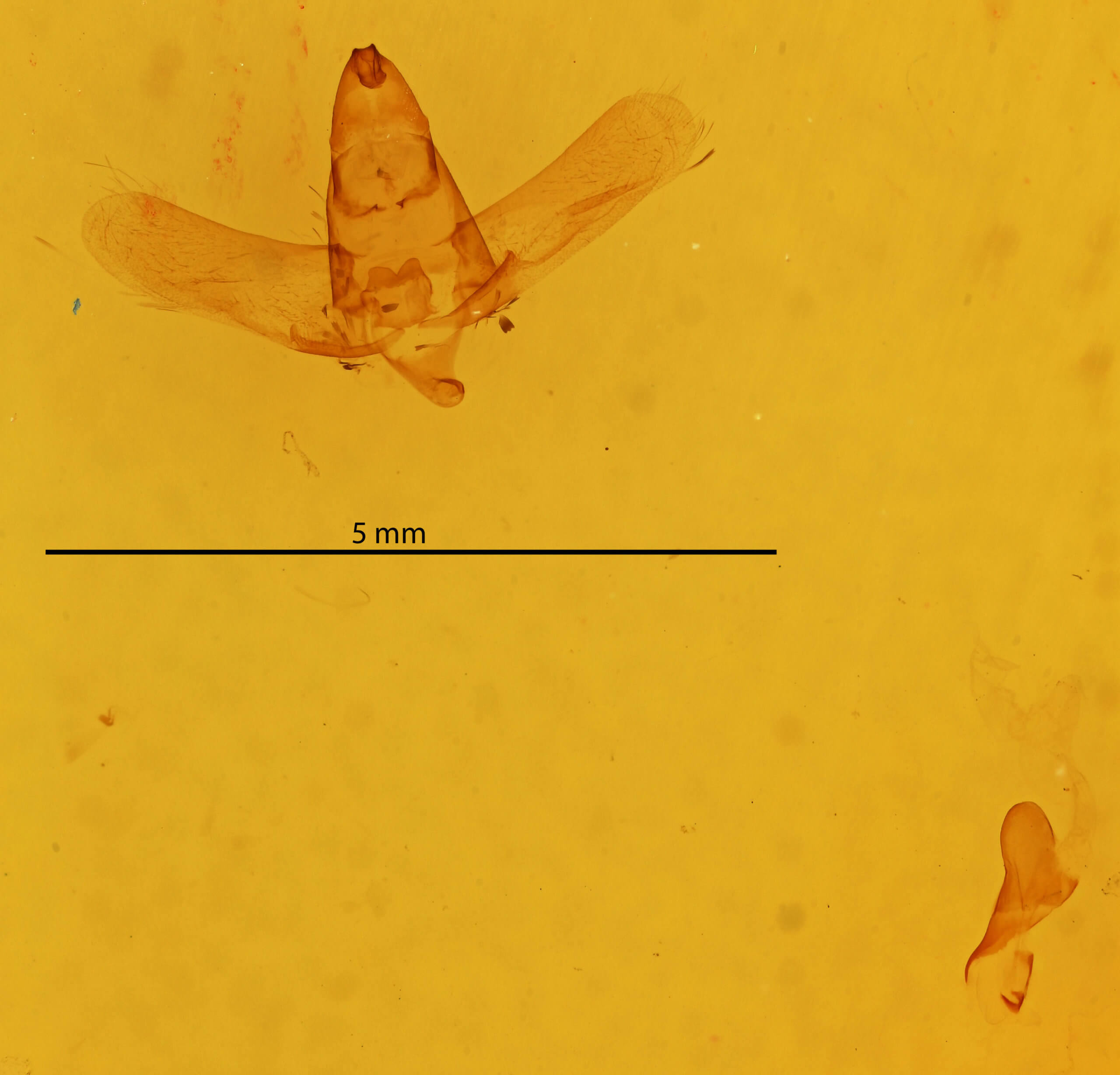 genitalia view of adult Drepatalodes