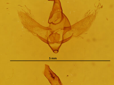 genitalia view of adult Drepatelodes umbrillinea