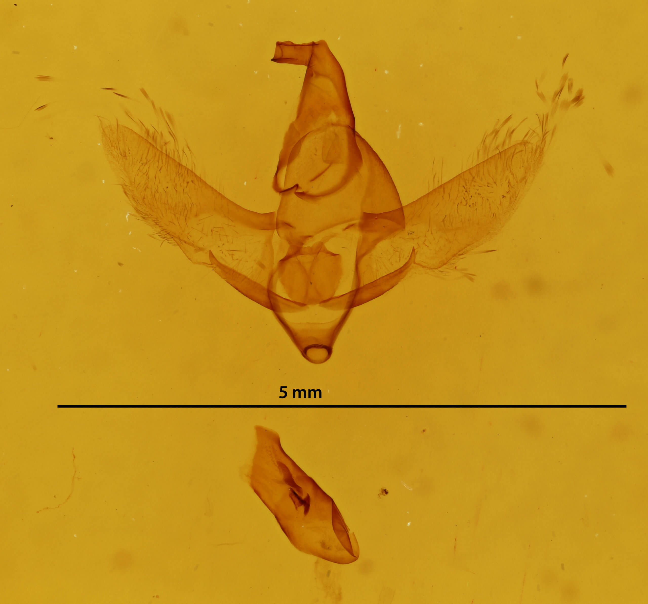 genitalia view of adult Drepatelodes umbrillinea