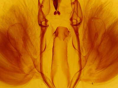 genitalia view of adult Dysgonia postica