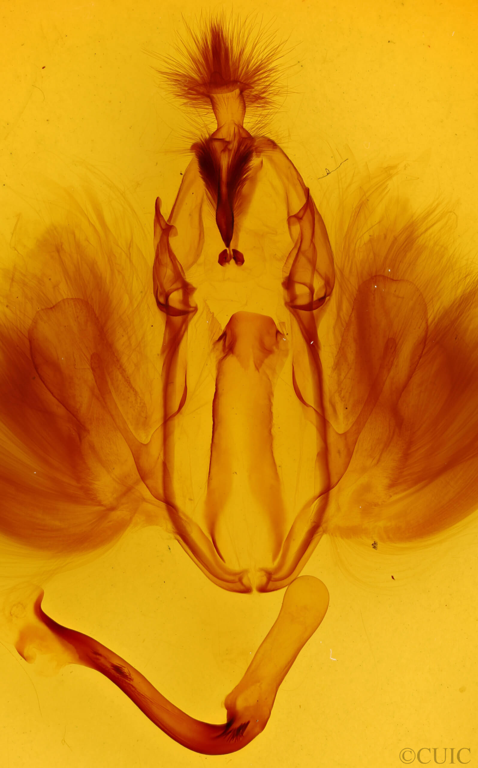 genitalia view of adult Dysgonia postica