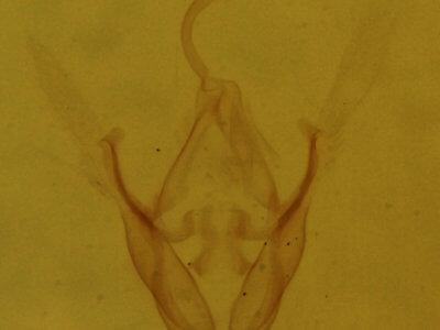 genitalia view of adult Dyspyralis illocata