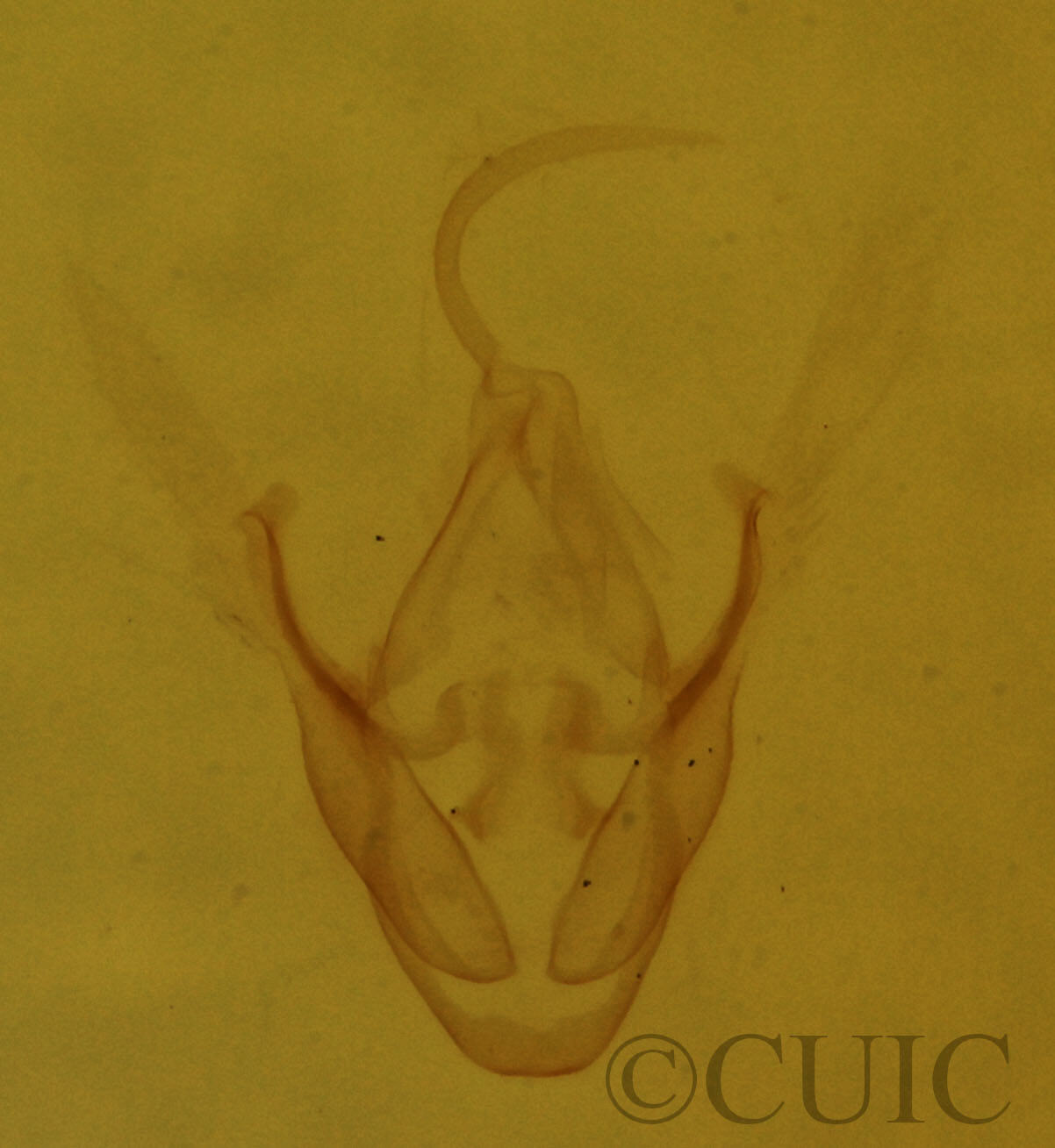 genitalia view of adult Dyspyralis illocata