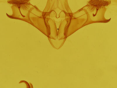 genitalia view of adult Earias