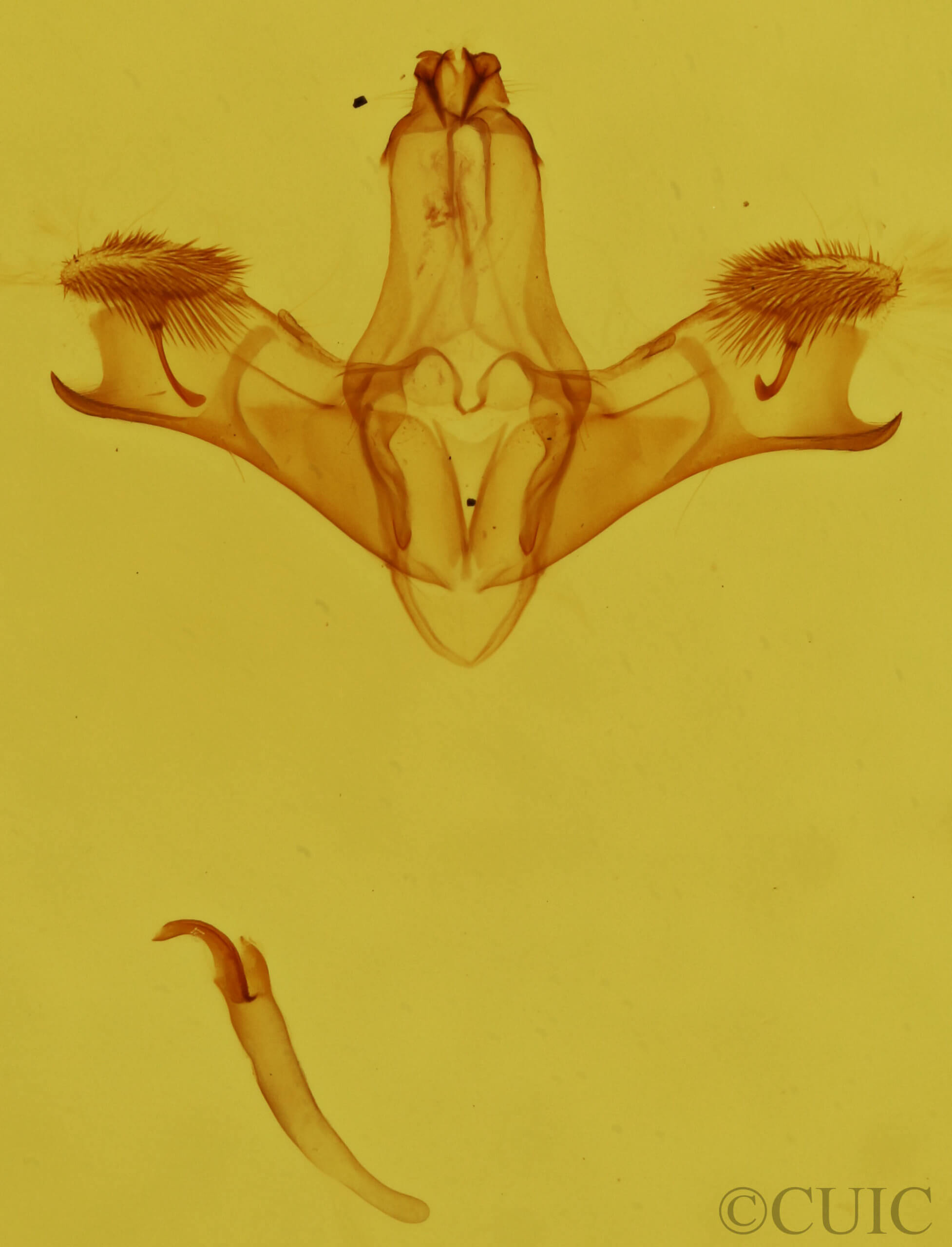 genitalia view of adult Earias