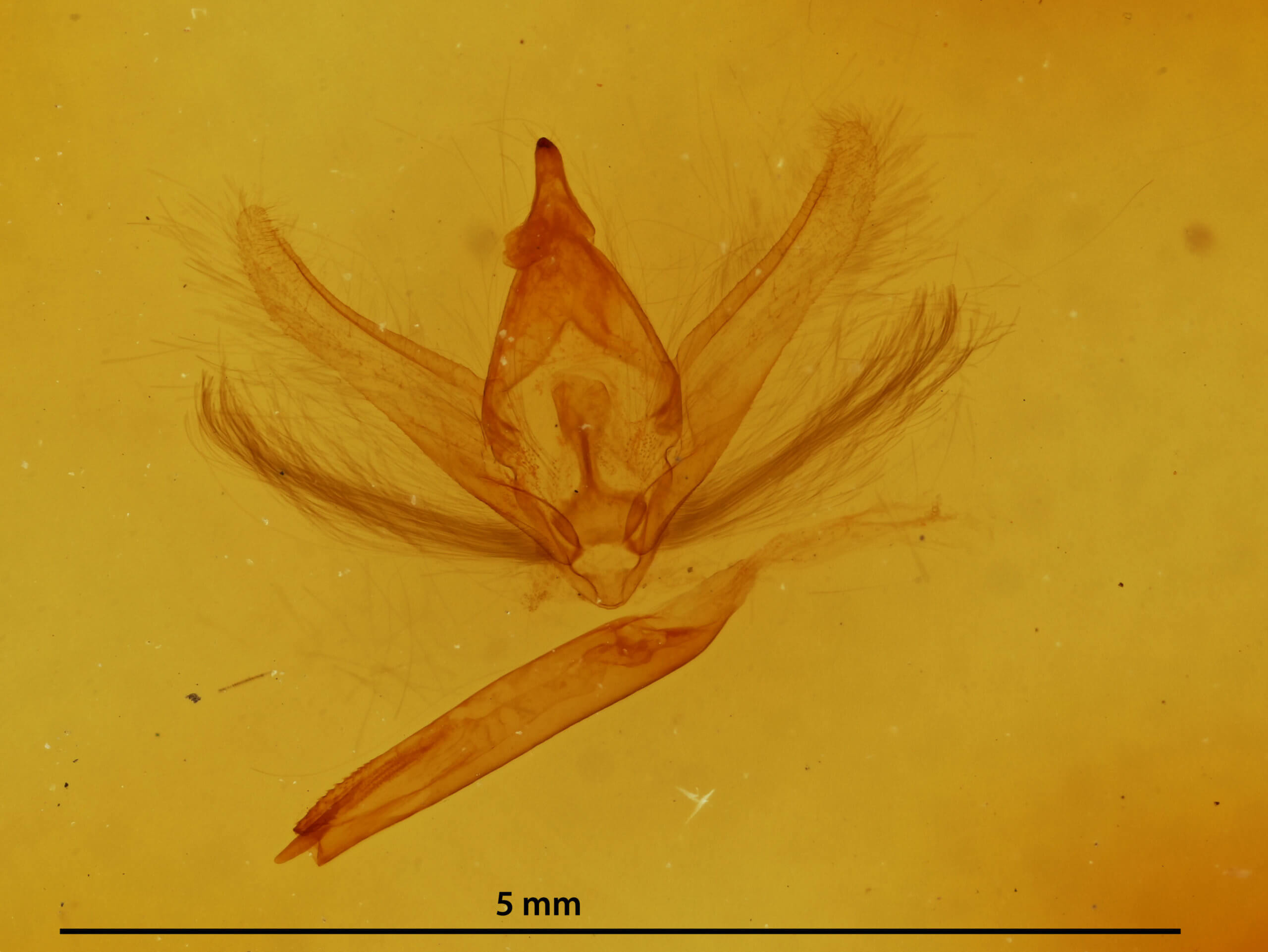 genitalia view of adult Ectropis crepuscularia