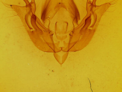 genitalia view of adult Morrisonia latex