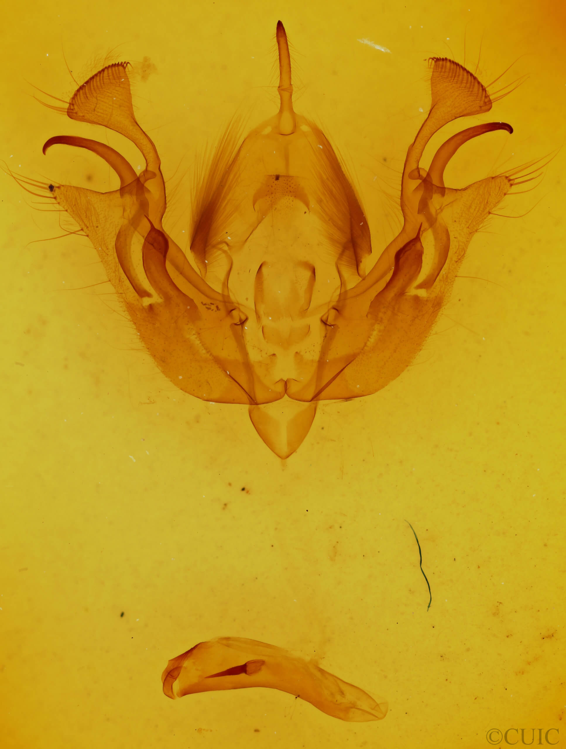 genitalia view of adult Morrisonia latex