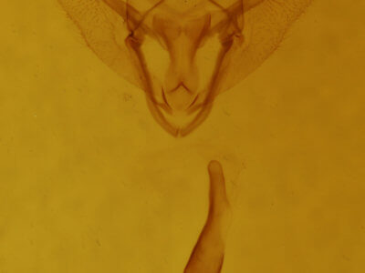 genitalia view of adult Enypia packardata