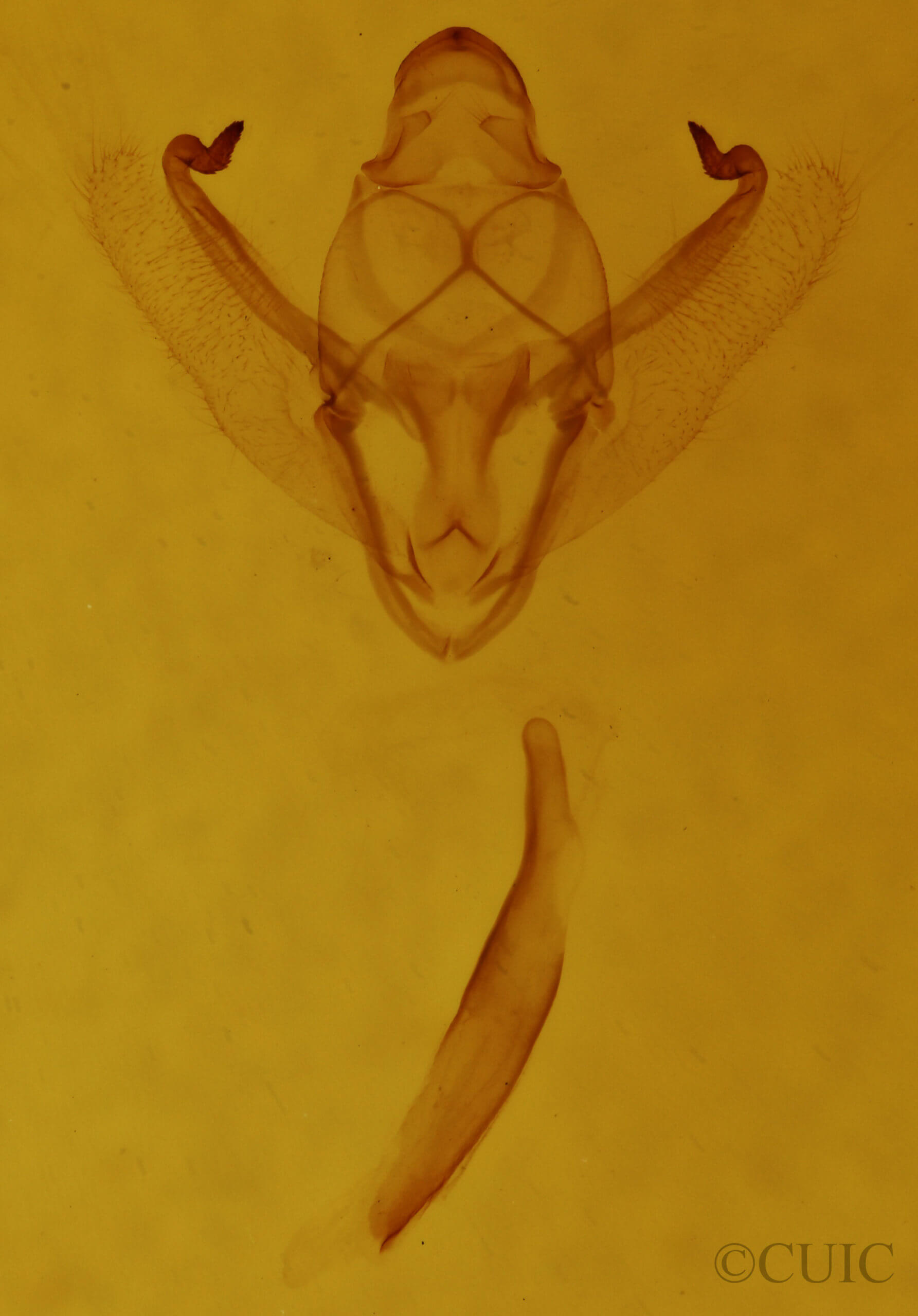 genitalia view of adult Enypia packardata