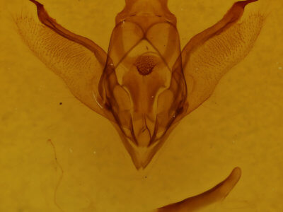 genitalia view of adult Enypia venata