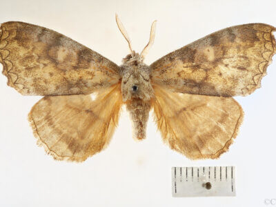 dorsal view of adult Ephoria ephora