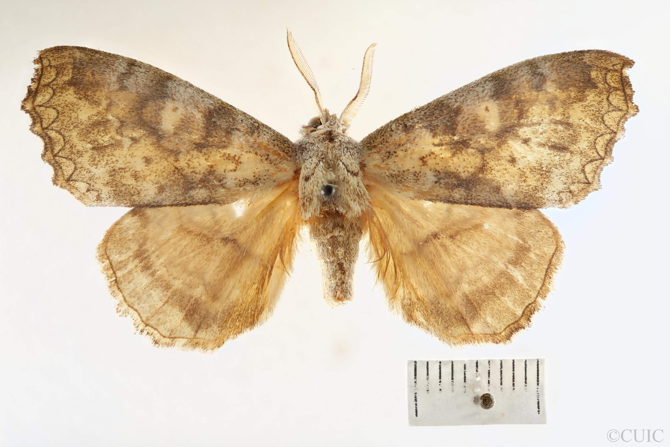 dorsal view of adult Ephoria ephora