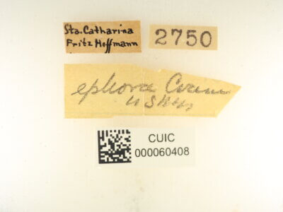 label view of Ephoria ephora
