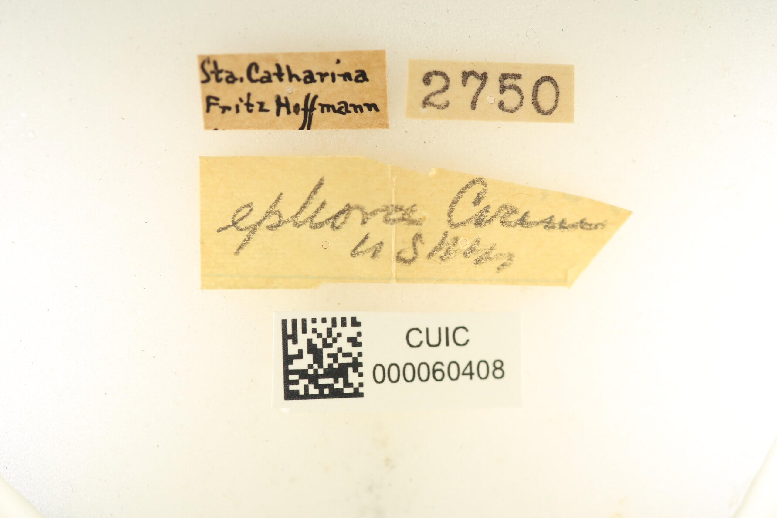 label view of Ephoria ephora