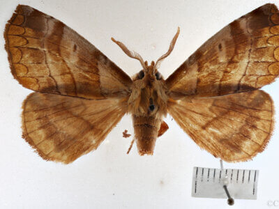 dorsal view of adult Ephoria lilacina