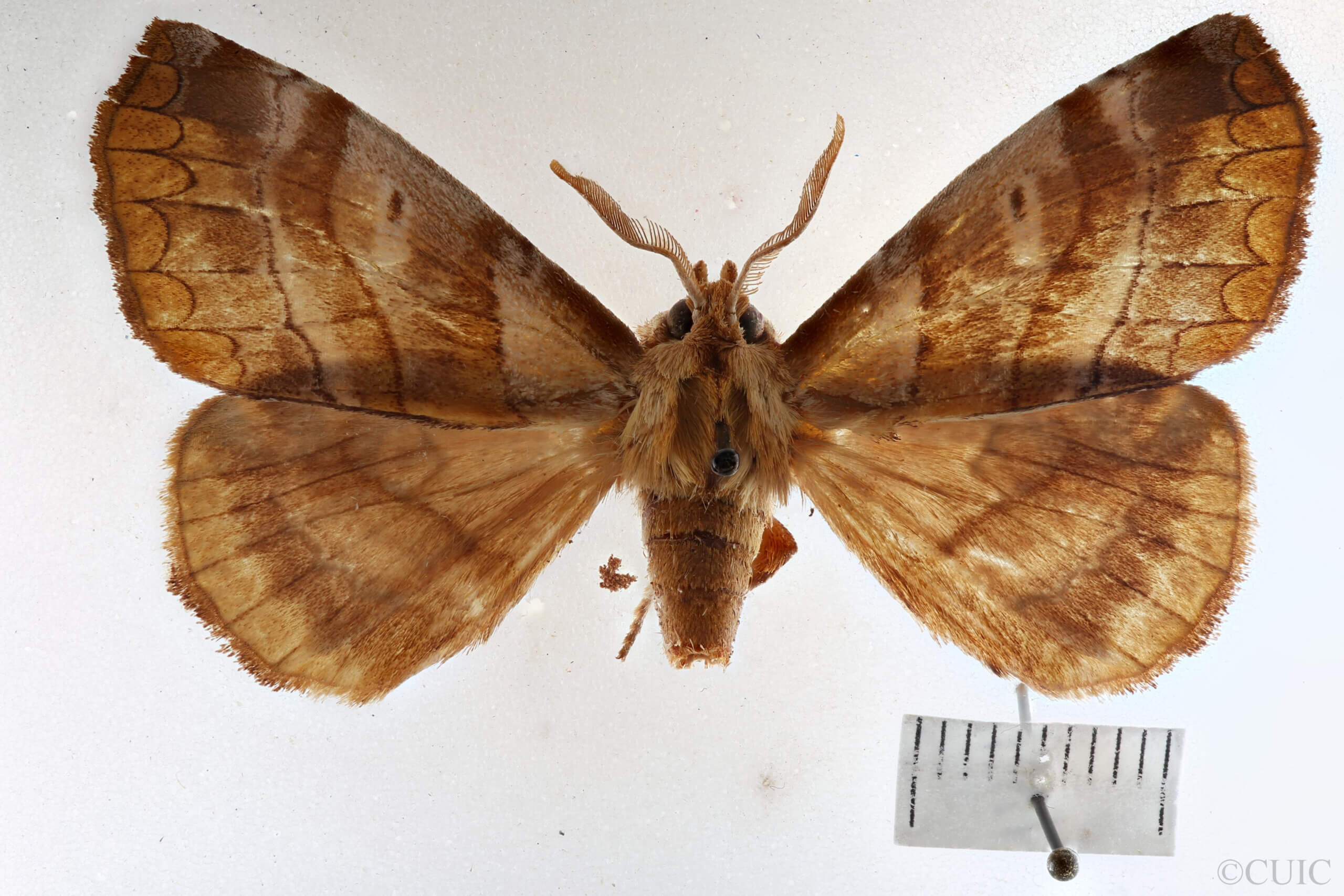 dorsal view of adult Ephoria lilacina