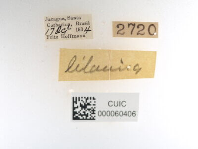 label view of Ephoria lilacina