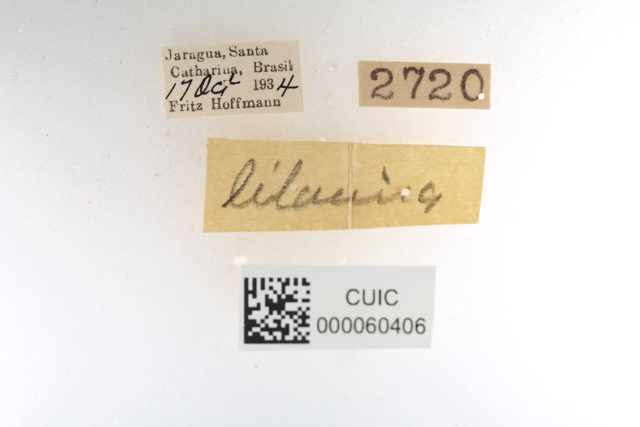 label view of Ephoria lilacina