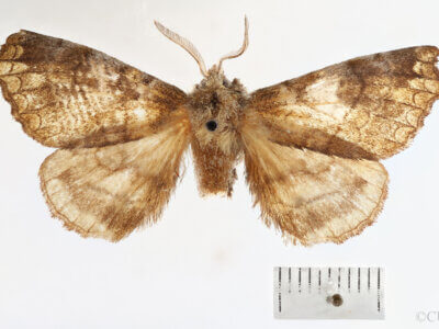 dorsal view of adult Ephoria thea