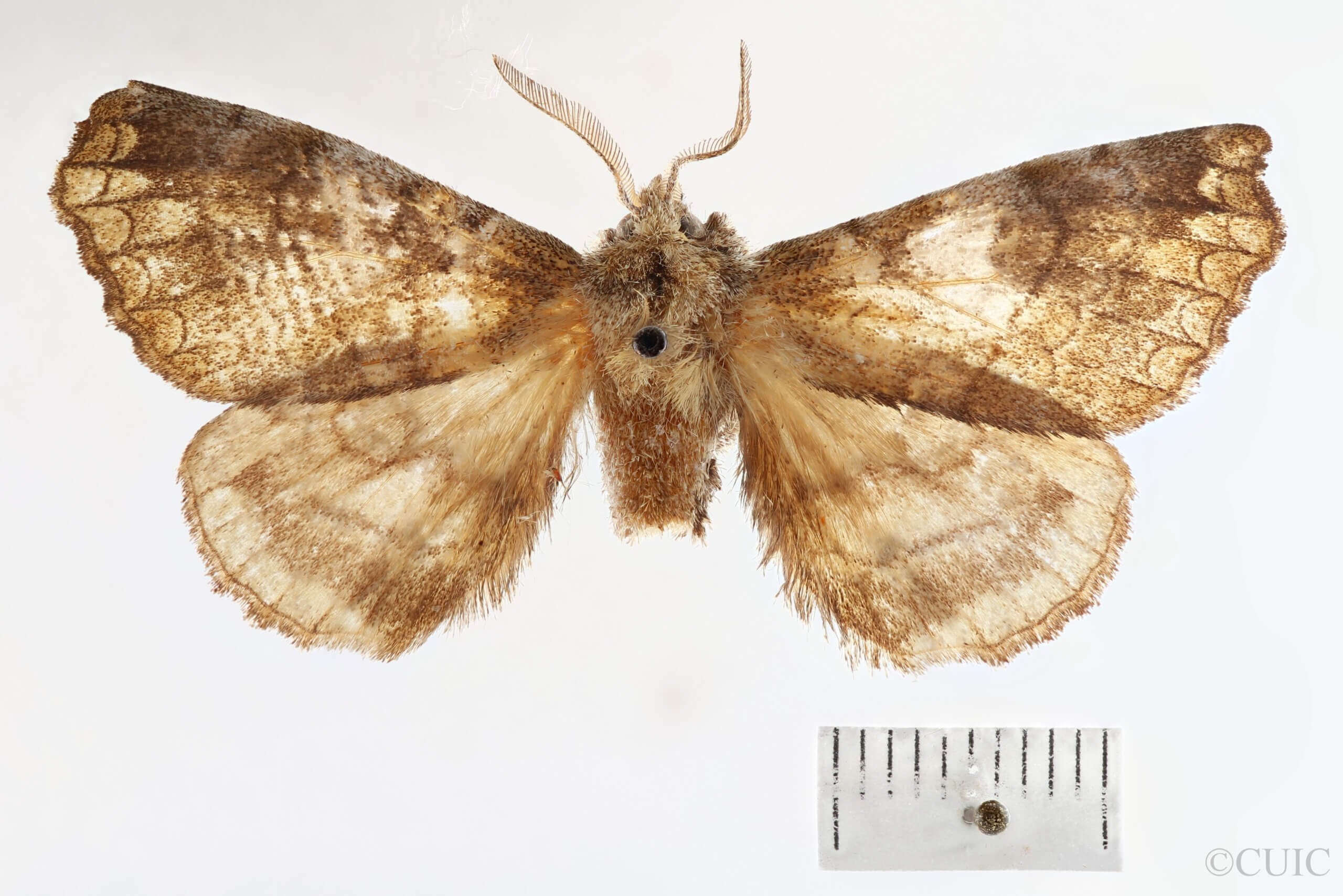 dorsal view of adult Ephoria thea
