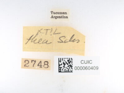 label view of Ephoria thea
