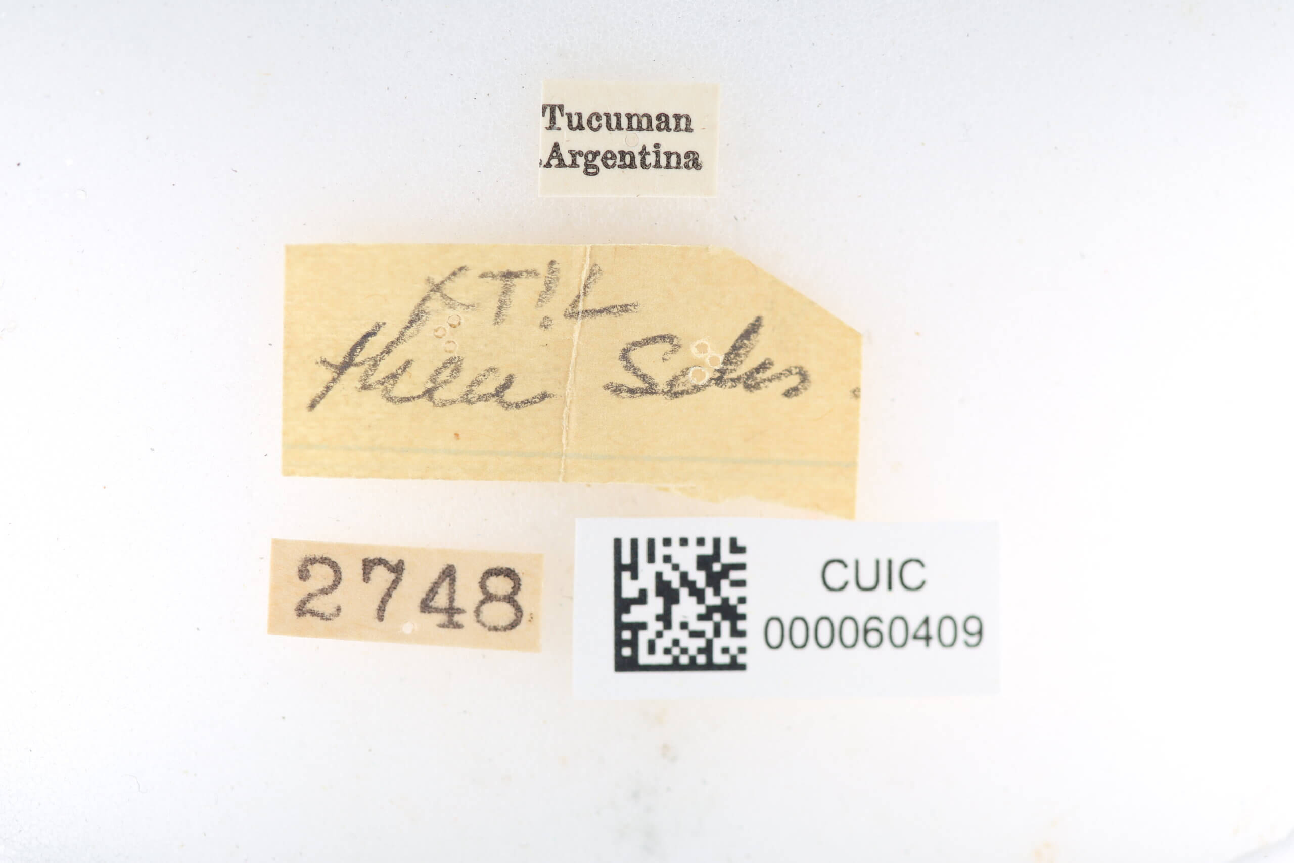 label view of Ephoria thea