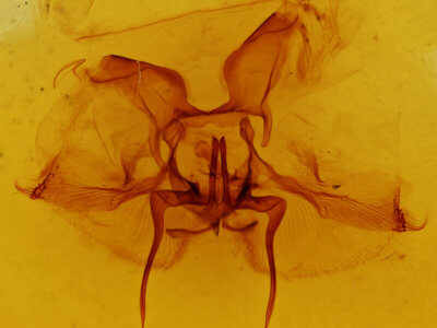 genitalia view of adult Epia