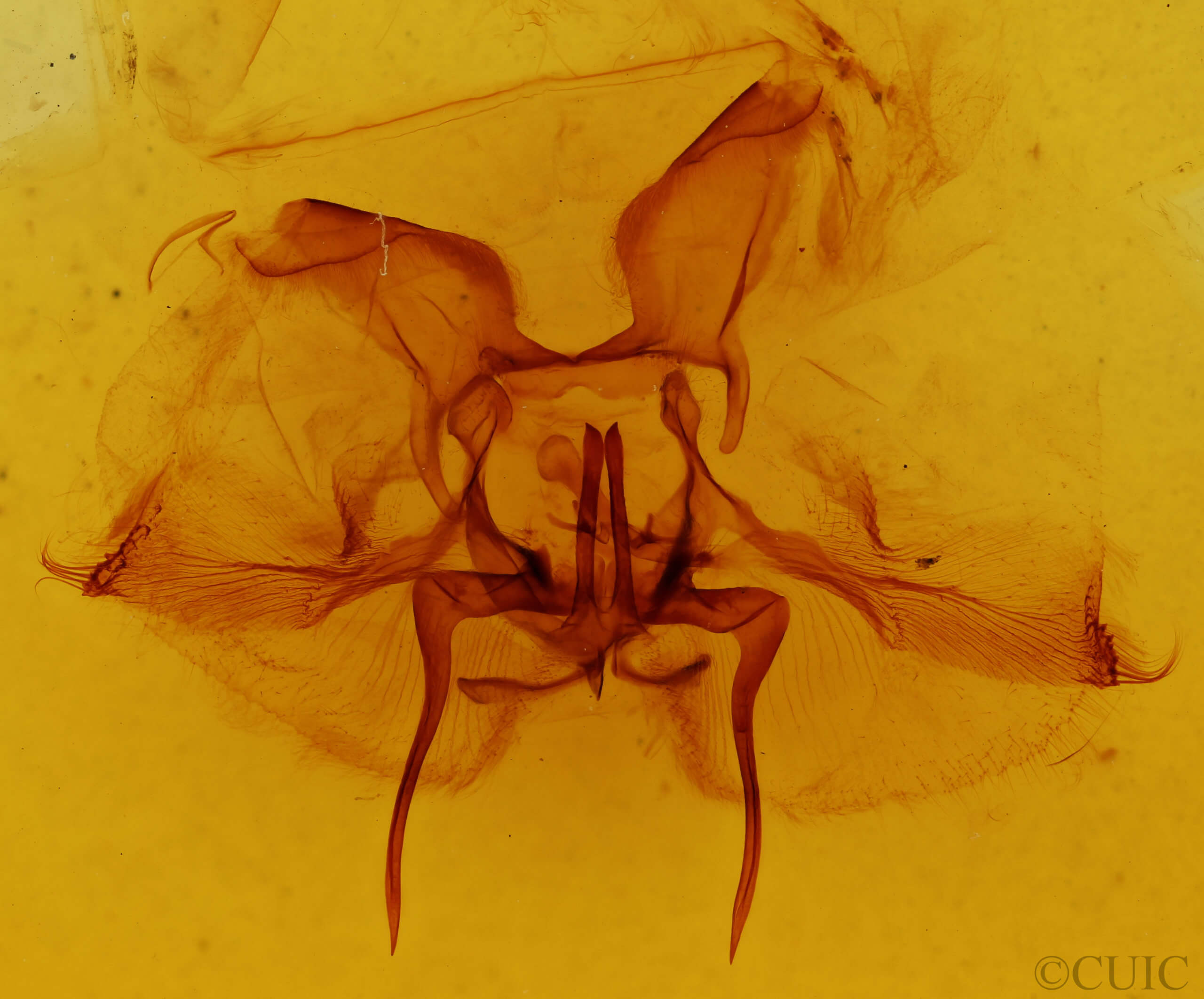 genitalia view of adult Epia