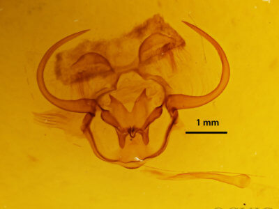 genitalia view of adult Epia lunilinea