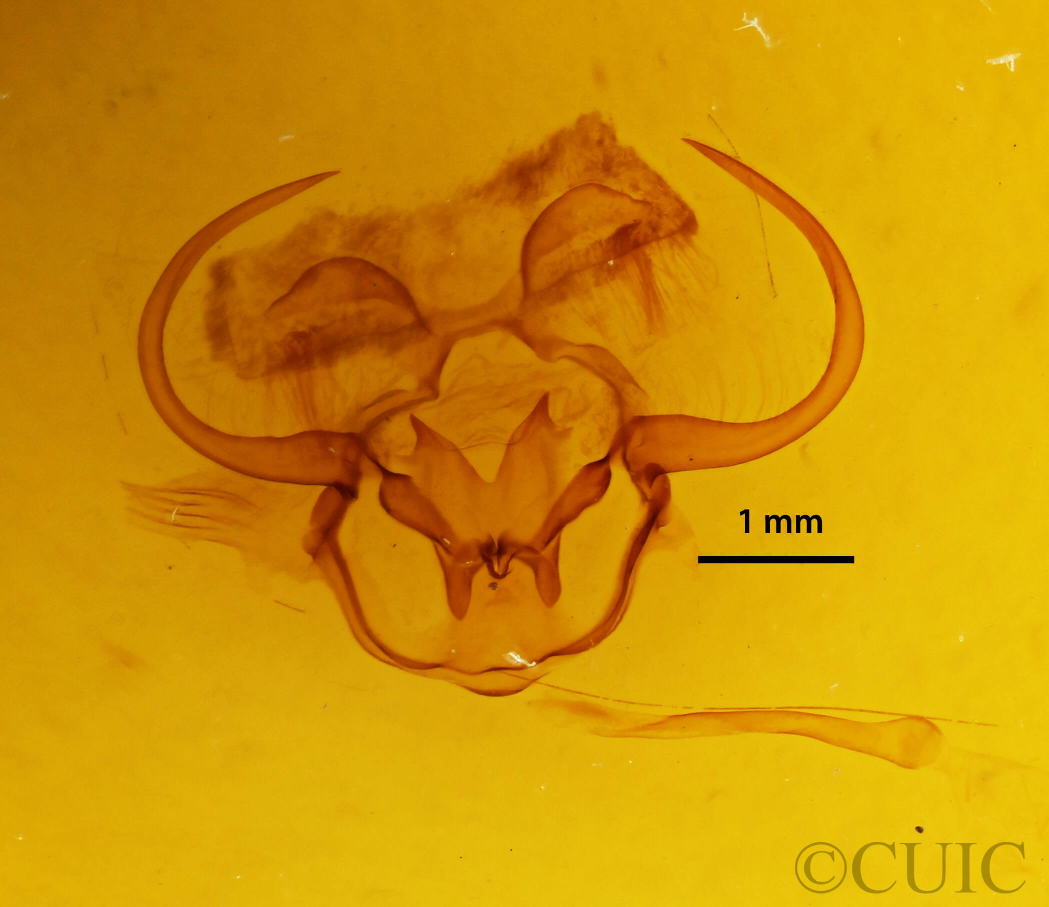 genitalia view of adult Epia lunilinea