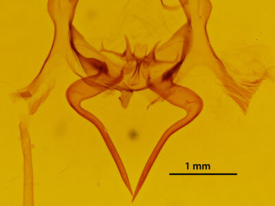 genitalia view of adult Epia muscosa
