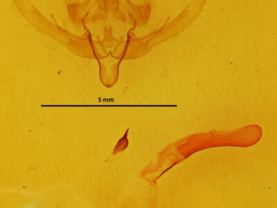 genitalia view of adult Epiglaea decliva