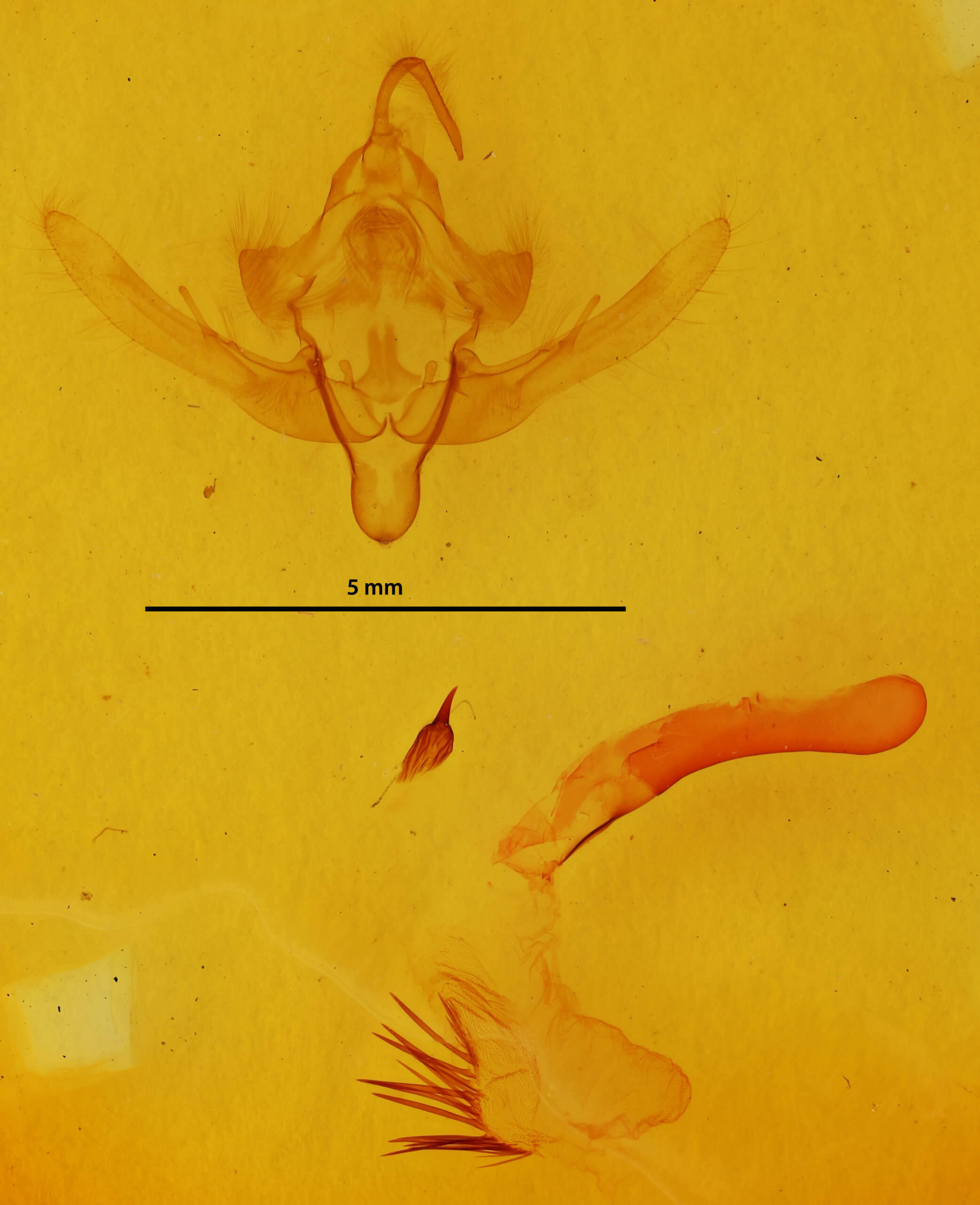 genitalia view of adult Epiglaea decliva