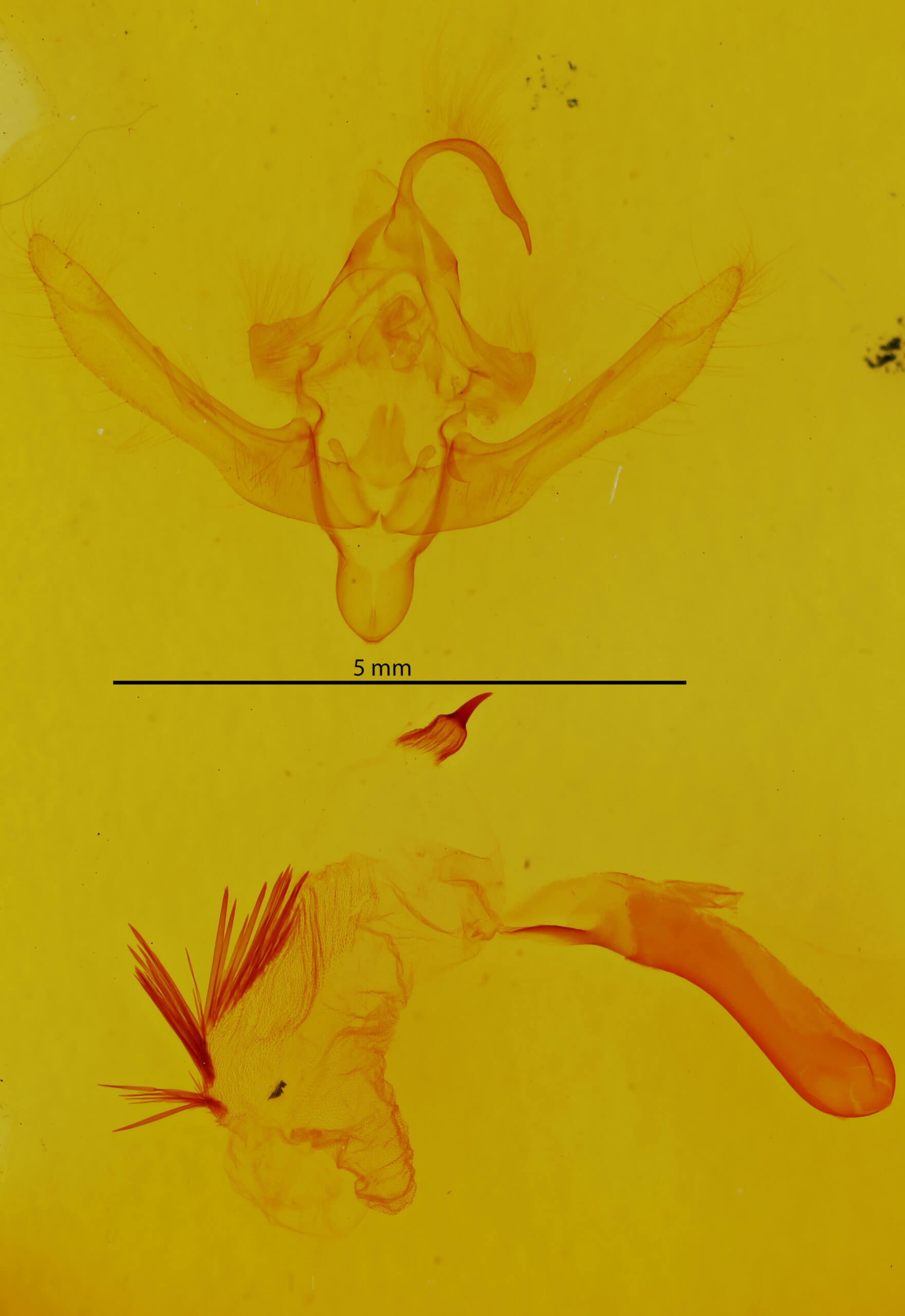 genitalia view of adult Epiglaea decliva