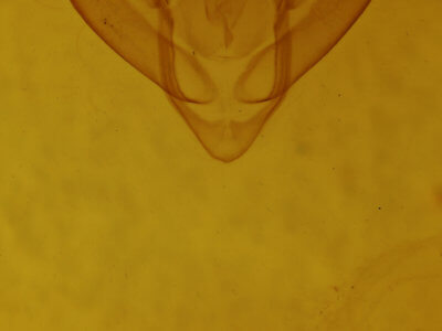 genitalia view of adult Episparis angulatilinea