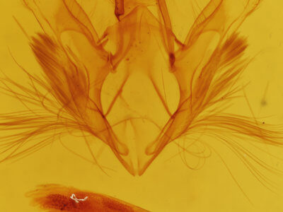 genitalia view of adult Ercheia
