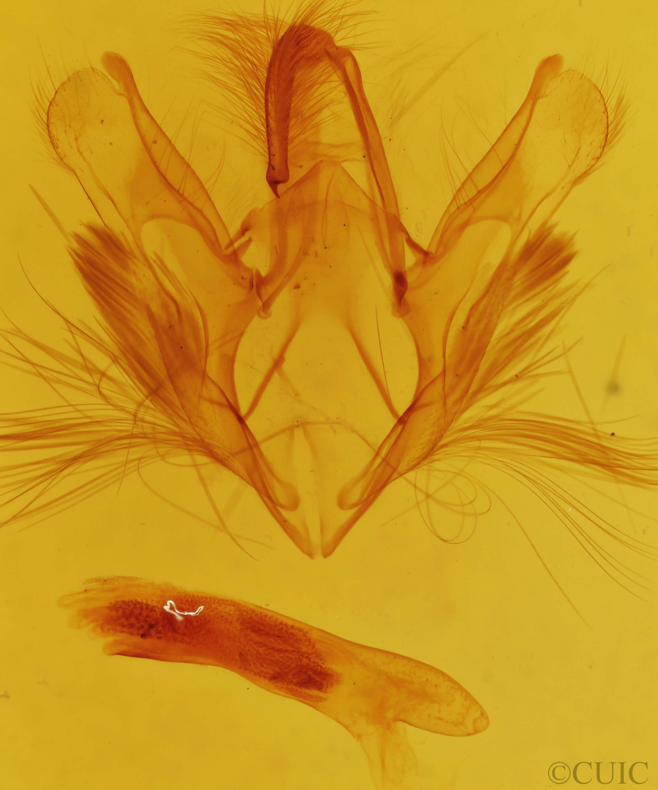 genitalia view of adult Ercheia