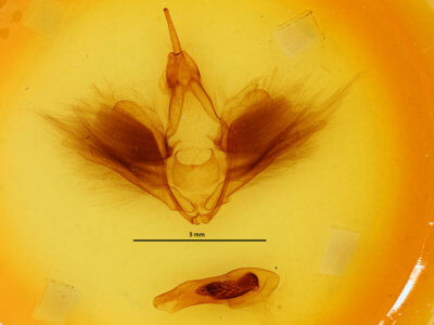 genitalia view of adult Erebus variegata