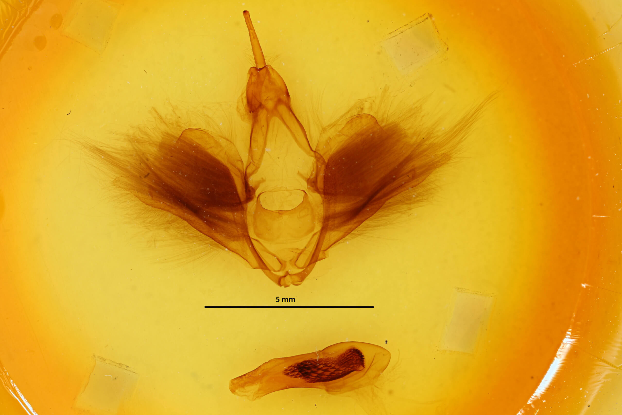 genitalia view of adult Erebus variegata