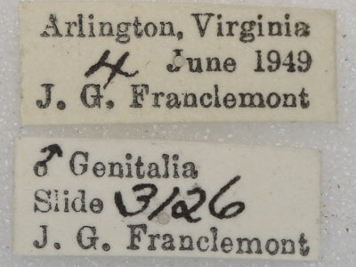 label view of adult Euchlaena johnsonaria