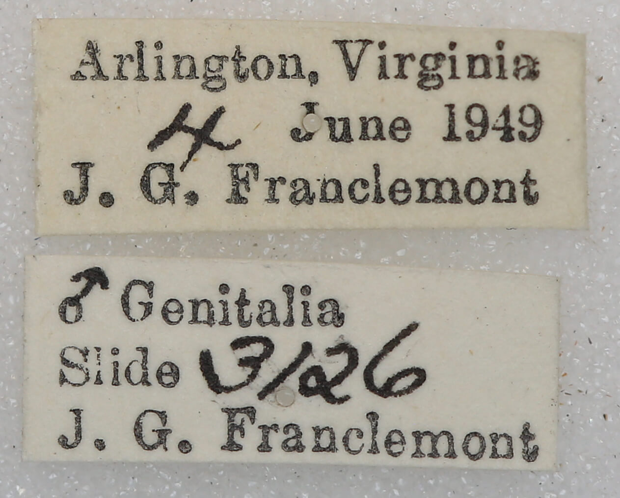 label view of adult Euchlaena johnsonaria