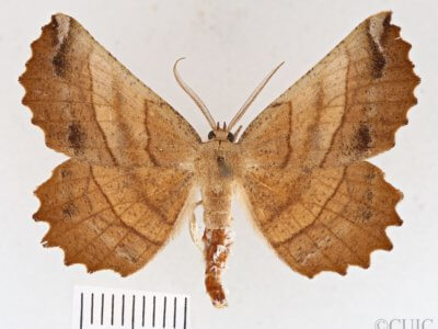 dorsal view of adult Euchlaena johnsonaria