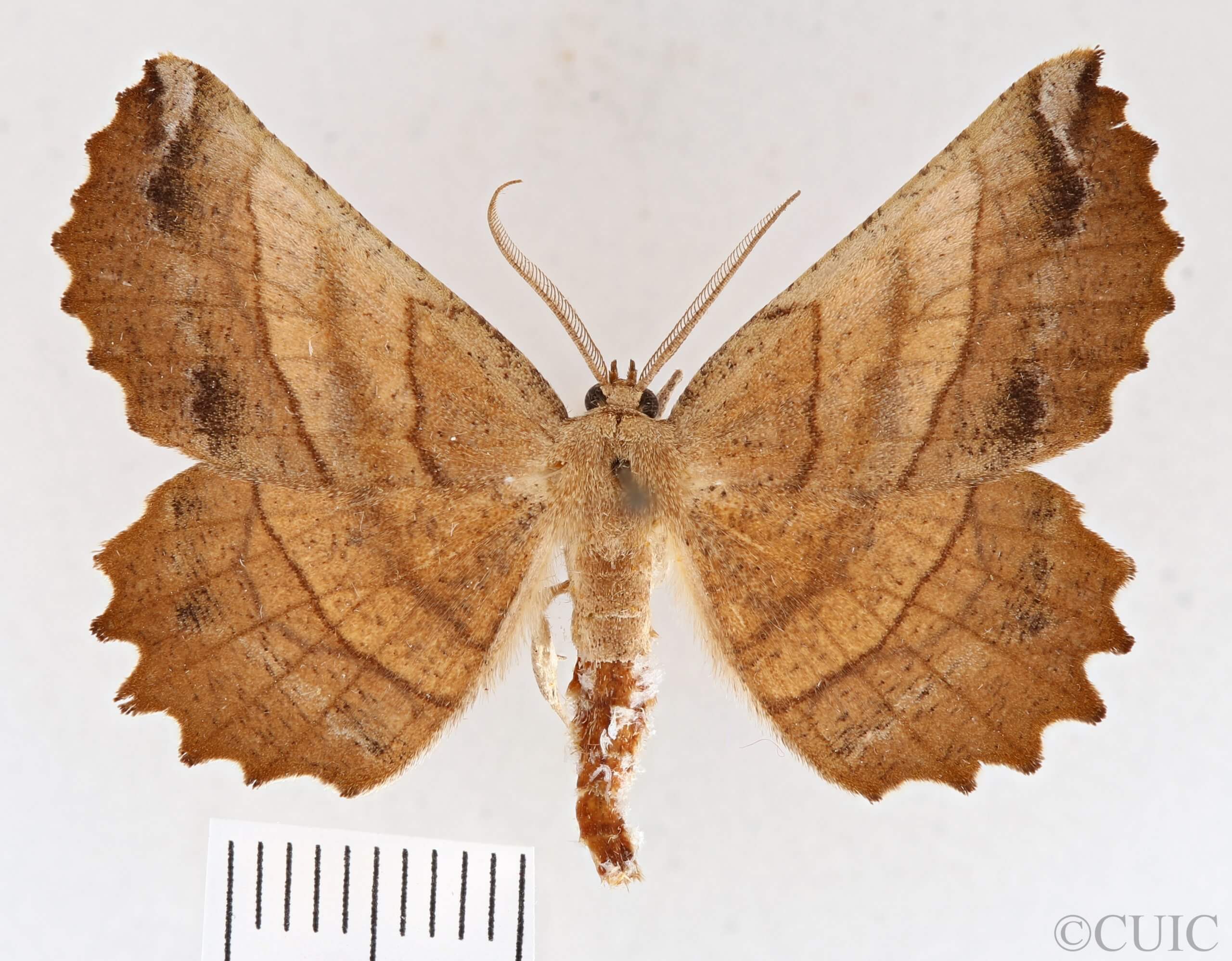 dorsal view of adult Euchlaena johnsonaria