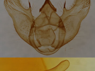 genitalia view of adult Euchlaena johnsonaria