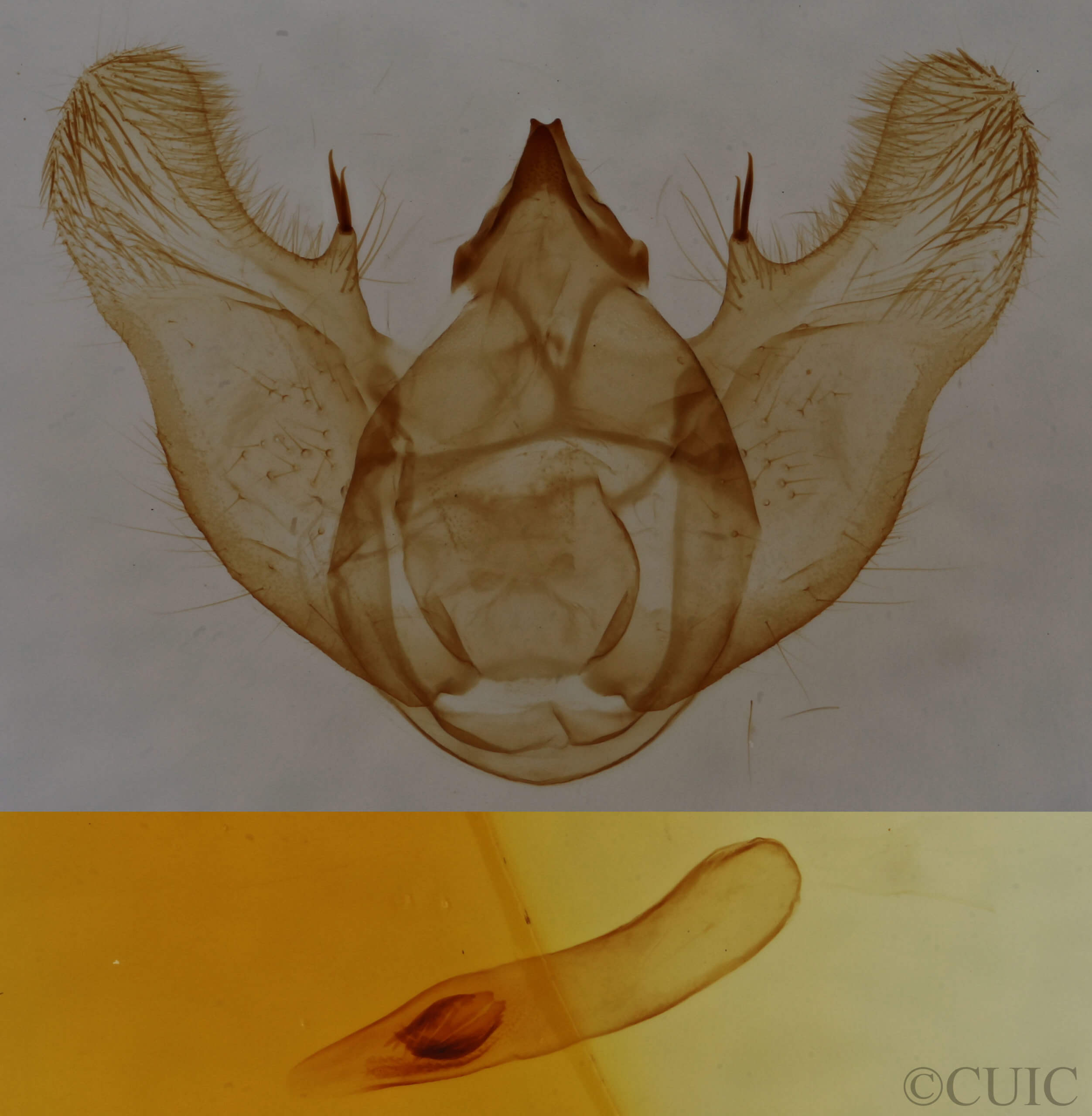 genitalia view of adult Euchlaena johnsonaria