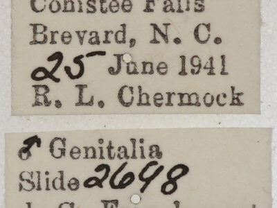 label view of adult Euchlaena milnei