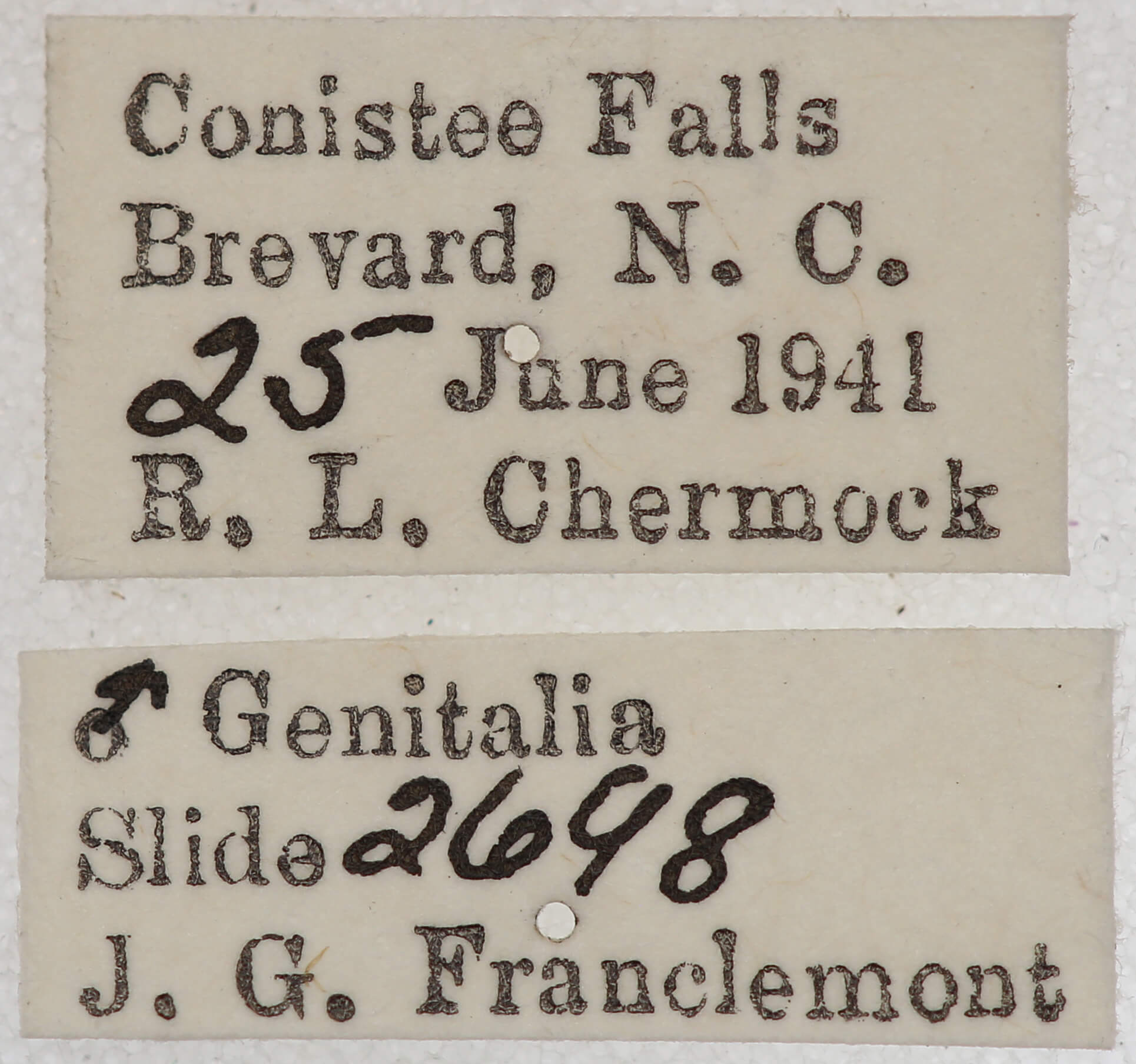 label view of adult Euchlaena milnei