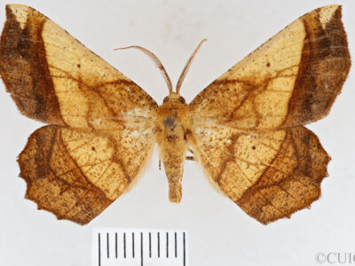 dorsal view of adult Euchlaena milnei