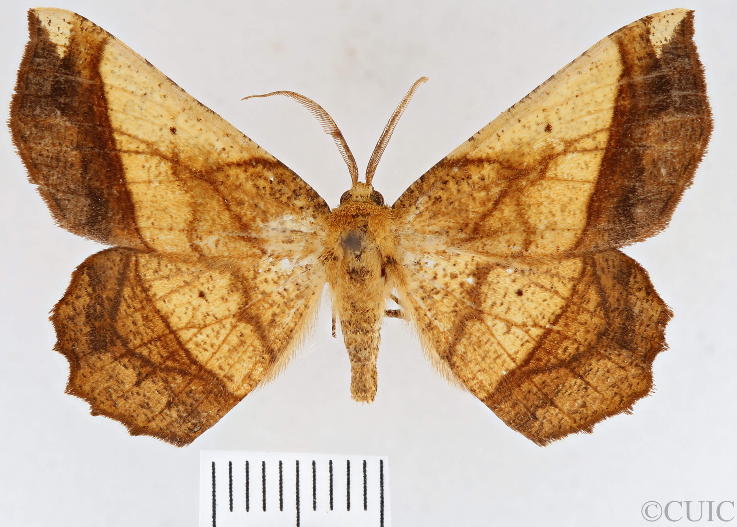 dorsal view of adult Euchlaena milnei
